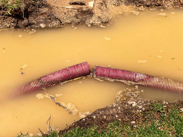 Best Local water damage restoration  in Cottonwood, MN