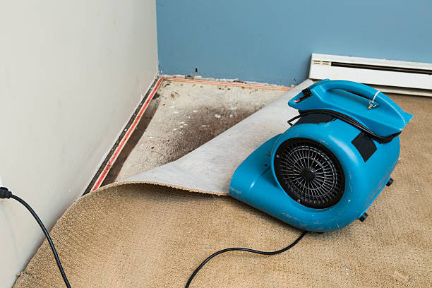 Best Residential water damage restoration  in Cottonwood, MN